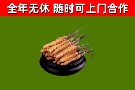 文山回收冬虫夏草